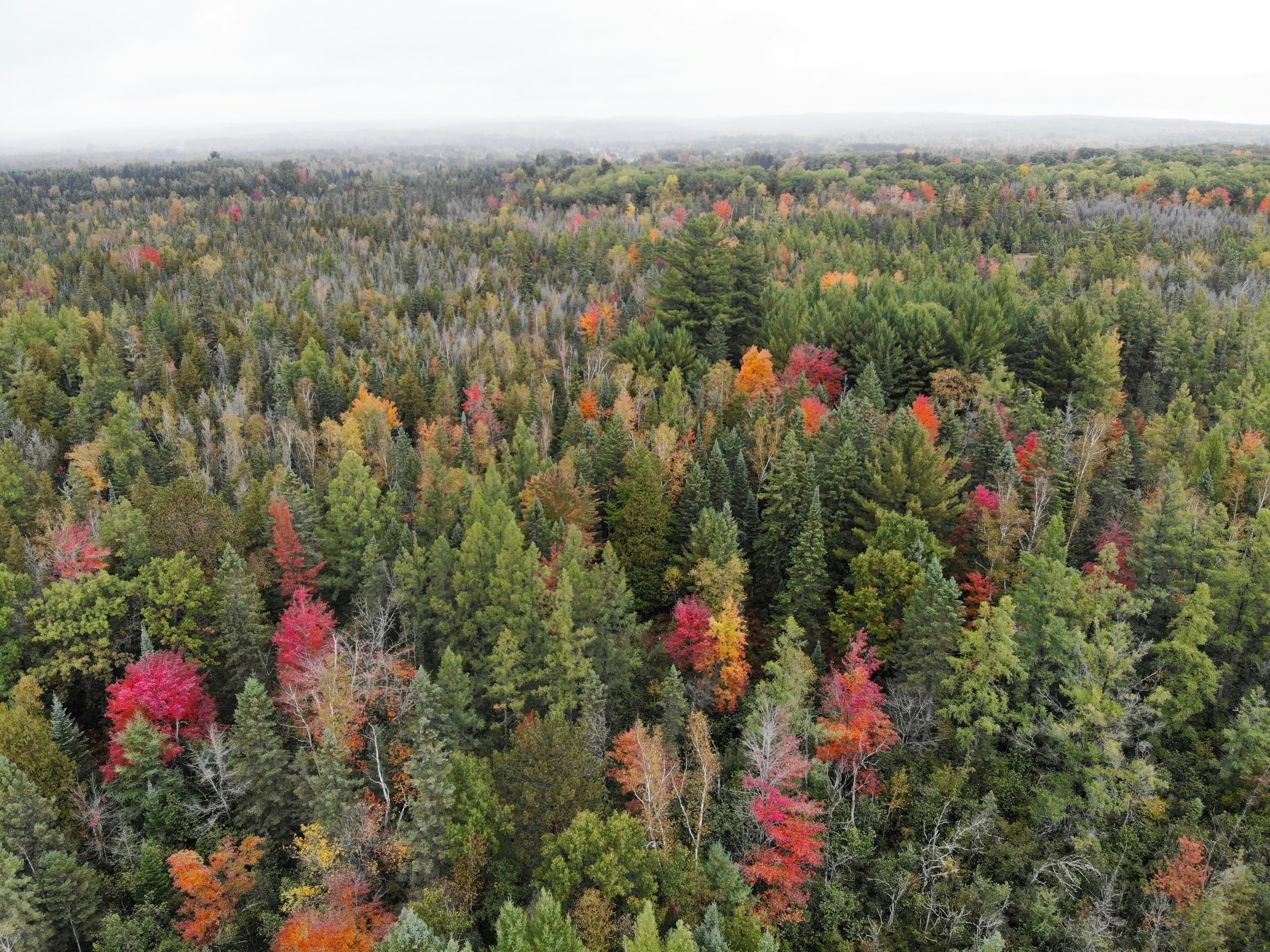Michigan pine trees in the fall aerial view