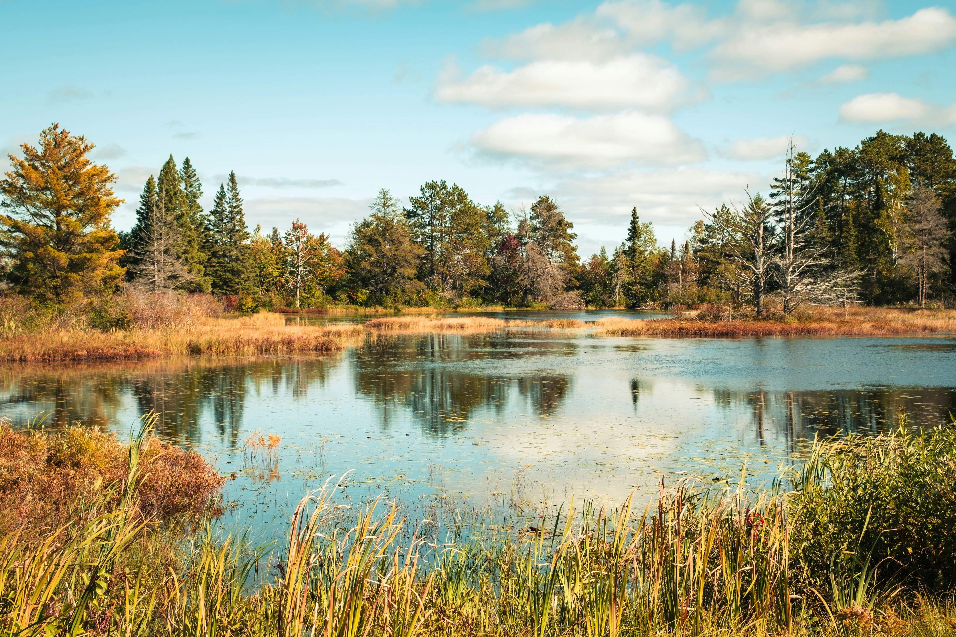 Michigan pond in the fall with pines